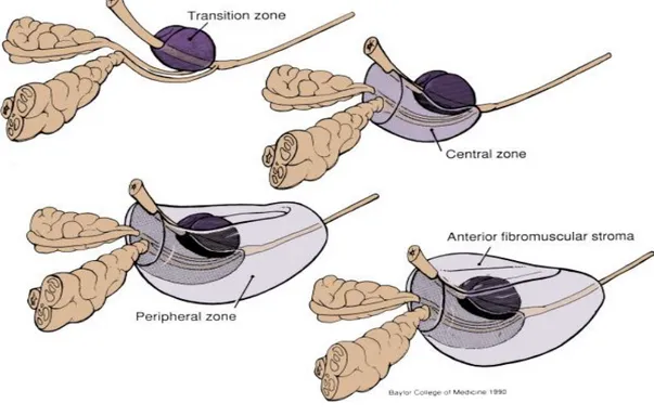 Şekil 3:Prostatın Zonal Anatomisi (7) 