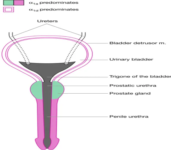 Şekil 4: Prostat ve Mesanede Reseptörlerin Dağılımı (24) 