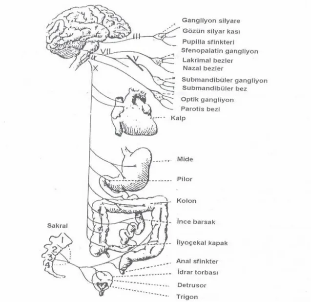 Şekil 7: Parasempatik Sinir Sistemi (34) 