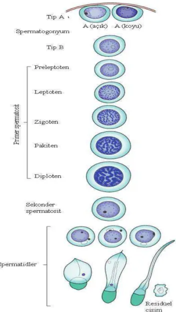Şekil 6:  Spermatogenezin basamakları (50).