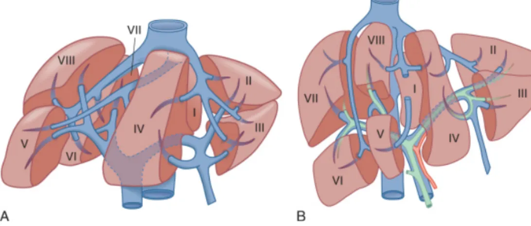 Şekil 1: Karaciğerin segmentleri (Anatomik pozisyon (A), ex-vivo pozisyon (B)). 	  