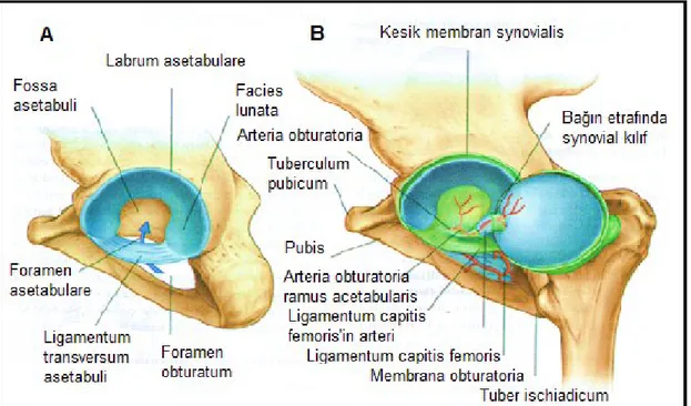 Şekil 7: Kalça eklemi A. Transvers asetabular ligament B. Femur başı ligamenti.  Femur  başı  ligamentini  gösterebilmek  için  asetebulum  dışına  laterale  doğru  döndürülmüş