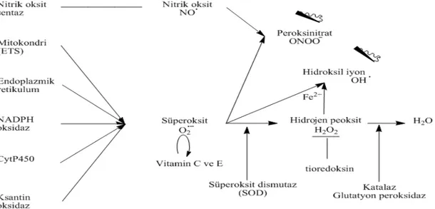 Şekil 1 : Başlıca ROS, bunların potansiyel kökenleri ve detoksifikasyon yolları (29).  2.2.4.1    Antioksidan Enzimler 