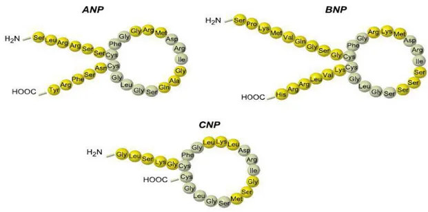 ġekil 8: Natriüretik peptitlerin yapısı  