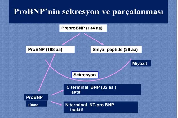 ġekil 9. BNP‟nin sentez ve sekresyonu 