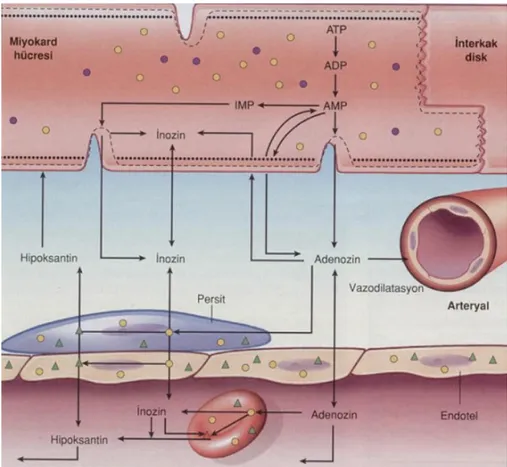 Şekil 1.  Miyokardiyal hücrelerde adenozin oluşumunun şematik gösterimi 