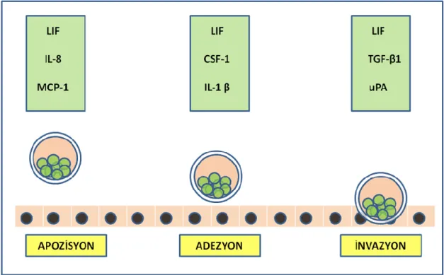 ġekil 2.3: Ġmplantasyon basamaklarında etkili moleküller.  Leukemia Inhibitory  Factor  (LIF), Monocyte Chemotactic Protein-1 (MCP-1), Transforming Growth Factor-β1  (TGF-β1), Ürokinaz Plazminojen Aktivatör (uPA) [Attar R ve ark.‟dan adapte edilmiĢtir (47)