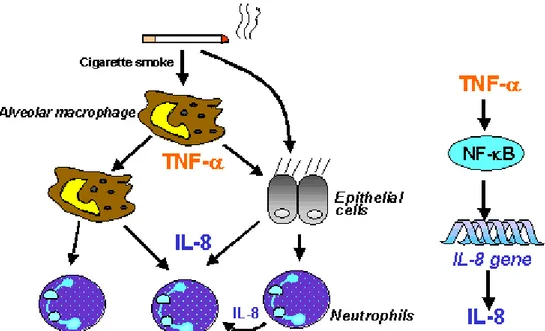 Şekil 1. Makrofajlar, nötrofiller ve epitelyal hücreler arasındaki etkileşim. (21) 