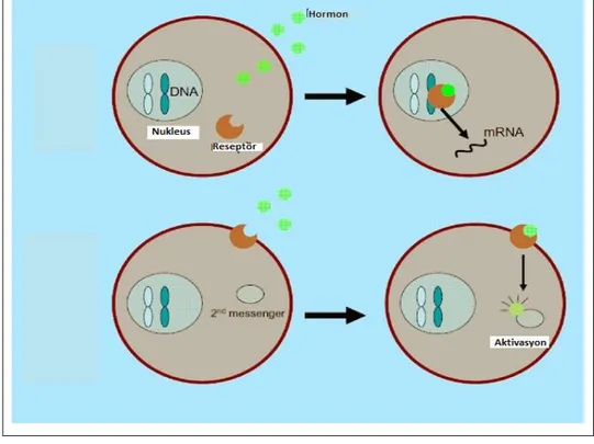 Şekil  3:Genomik  etkide  hormon  sitoplazmadaki  reseptörlerine  bağlandığı  zaman  genetik  mekanizmalar  başlar