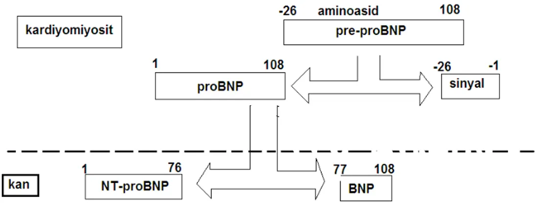 Şekil 5: proBNP’nin sentezi  Natriüretik peptitlerin reseptörleri: 