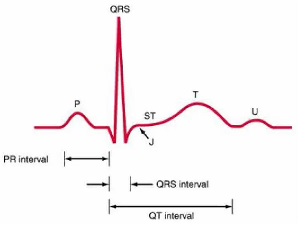 Şekil 8:EKG intervali 