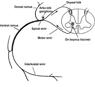 Şekil 5:Paravertebral Anatomi 