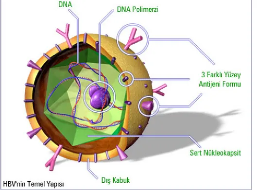 Şekil 1: HBV’nin temel yapısı 