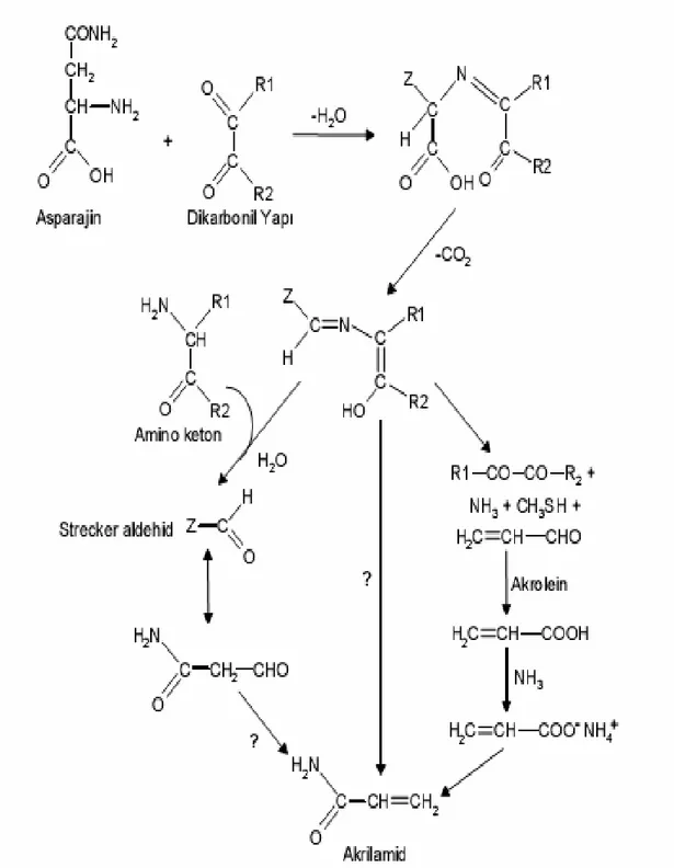 Şekil 5: Maillard reaksiyonu ve akrilamid oluşumu 