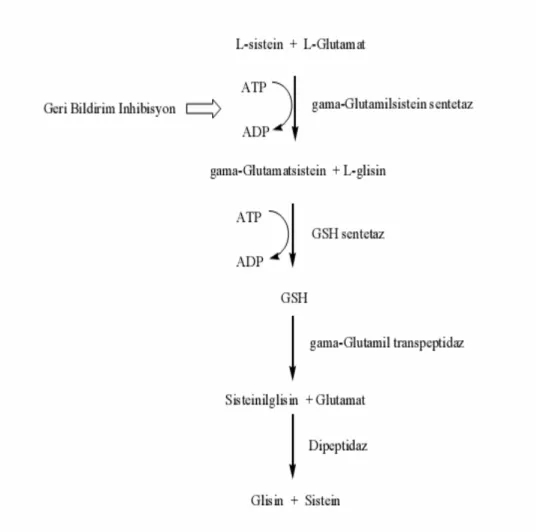 Şekil 9: Glutatyonun biyosentezi ve katabolizması 