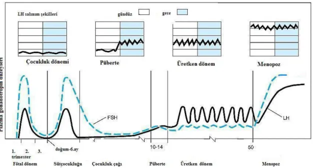 Şekil 3. Kızlarda plazma gonadotropinlerin yaşla değişimi 