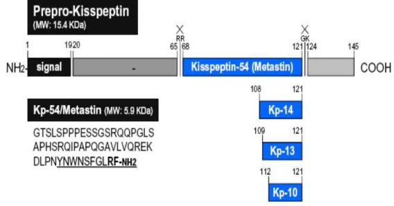 Şekil  5.  145  amino  asit  içeren  Kiss-1  proteininden  kisspeptin-14,  kisspeptin-13  ve  kisspeptin-10  oluşumunun  şematik  gösterimi