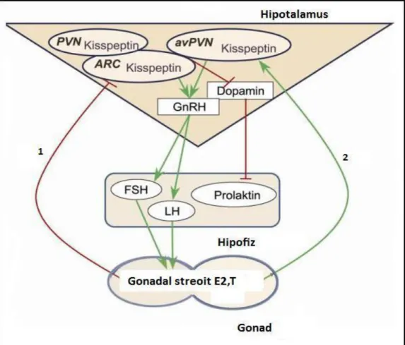 Şekil  7.  Östrojen  ve  testesteronun,  Arkuat  ve  AVPV’deki  Kiss-1  ekspresyonu  üzerine olan etkisinin şematik gösterimi.1- Östrojen ve testesteronun Arkuat nüklustaki  Kiss-1  ekspresyonu  üzerine  olan  negatif  etkisinin  göstermektedir