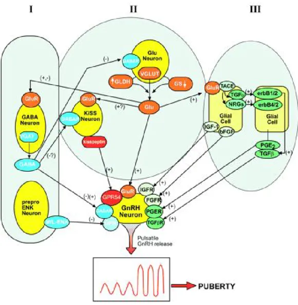 Şekil  8.  GnRH  salınımından  sorumlu  nöronların  transsinaptik  ve  glial  kontrolünün  sağlandığı  kompleks  iletişim  ağının  şematik  gösterimi