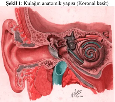 Şekil 1: Kulağın anatomik yapısı (Koronal kesit) 