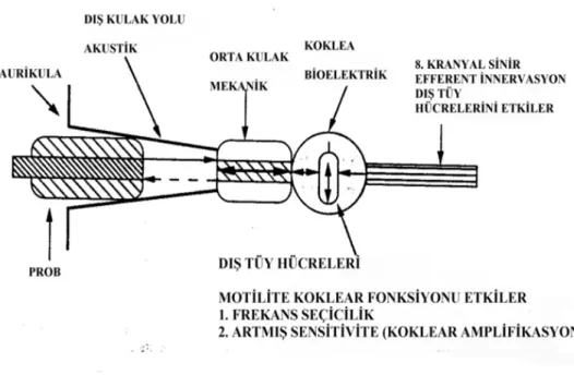 Şekil 6:  DPOAE ölçüm prensibi (41) 