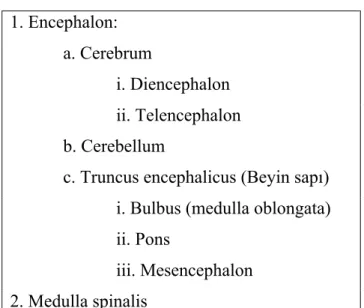 Tablo 5: Merkezi sinir sisteminin bölümleri 1. Encephalon:  a. Cerebrum i. Diencephalon ii