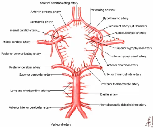 Şekil 3.  Willis  poligonu  ve oluşturan  arterler.(  FH  Netter  (2002).  İnsan  Anatomisi  Atlası  (M