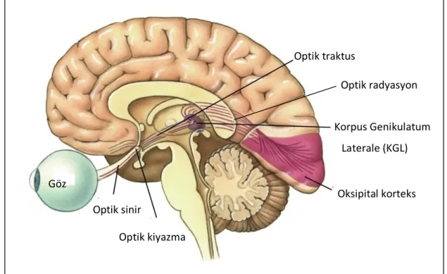 Şekil 1: Sensöriyel görme yollarının anatomisi.                  2.4. Diyabetes Mellitus 