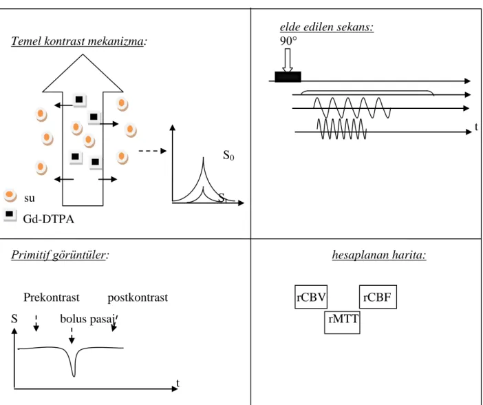 ġekil 1: Ġntravasküler tracer methodu ile perfüzyon MRG Ģematik görünümü  