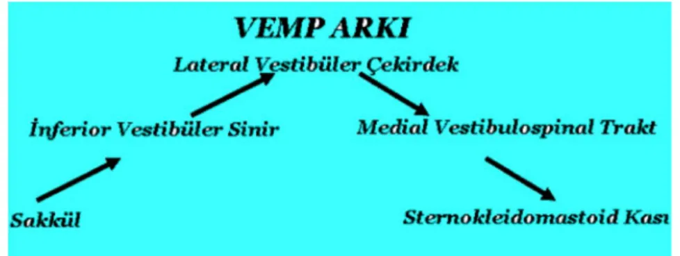 Şekil 2: Şematik VEMP arkı 