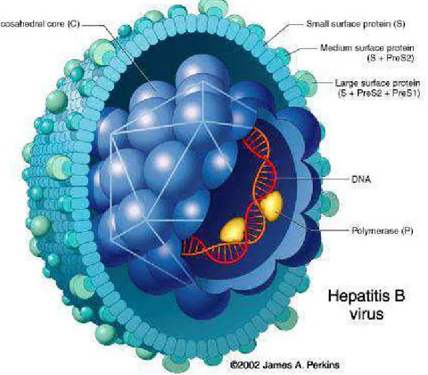 Şekil 2.1 : HBV Genom ve Protein Yapısı (22)  