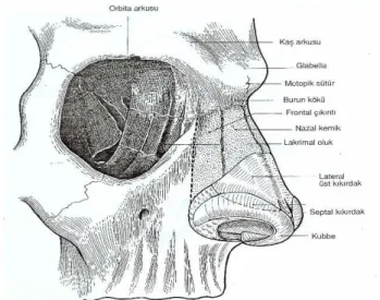 ġekil  2  :Eksternal  burun  anatomisi.  (Ömür  M,  DadaĢ  B.  Klinik  BaĢ  Boyun  Anatomisi