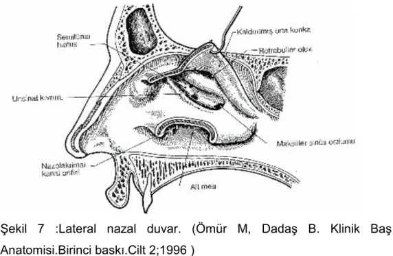 ġekil  7  :Lateral  nazal  duvar.  (Ömür  M,  DadaĢ  B.  Klinik  BaĢ  Boyun  Anatomisi.Birinci baskı.Cilt 2;1996 ) 