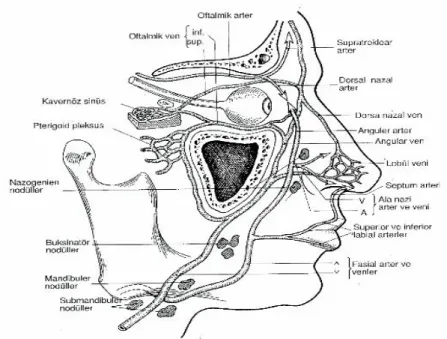 ġekil  9  :Burun  dıĢ  yapısının  damarları.  (Ömür  M,  DadaĢ  B.  Klinik  BaĢ  Boyun  Anatomisi.Birinci baskı.Cilt 2;1996) 