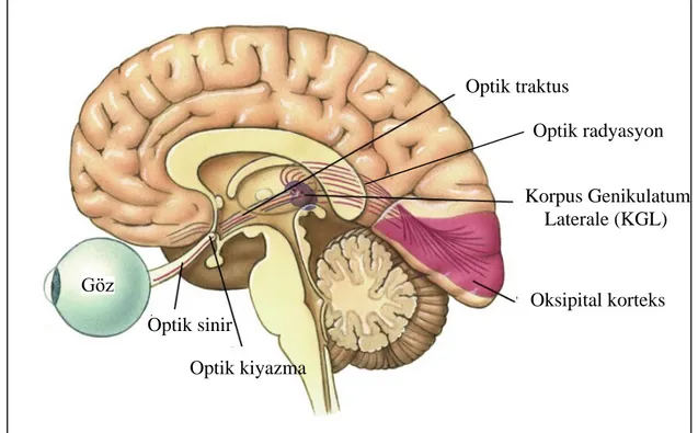 ġekil 3: Gözden başlayan ve oksipital kortekste sonlanan sensöriyel görme yollarının anatomisi 