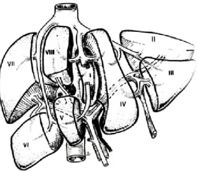 Şekil 1. KC segment anatomisi (4). 