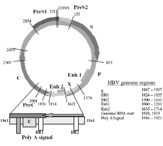 Şekil 1 : HBV  genel yapısı.  