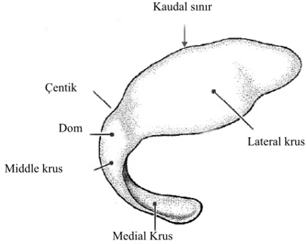 Şekil 7- Sol lobüler kartilaj ve onun anatomik kısımları (13) 