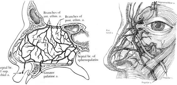 Şekil 10 –  Internal vasküler anatomi (13)  Şekil 11 – Eksternal vasküler anatomi 