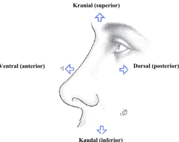 Şekil 2- Eksternal anatomi (11) Şekil 1-Nazal cerrahide kullanılan topografik anatomi (13) 