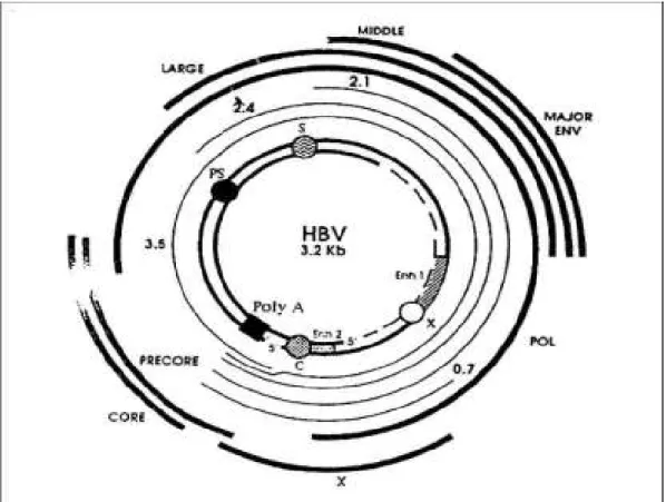 Şekil 1 : HBV  genel yapısı.  