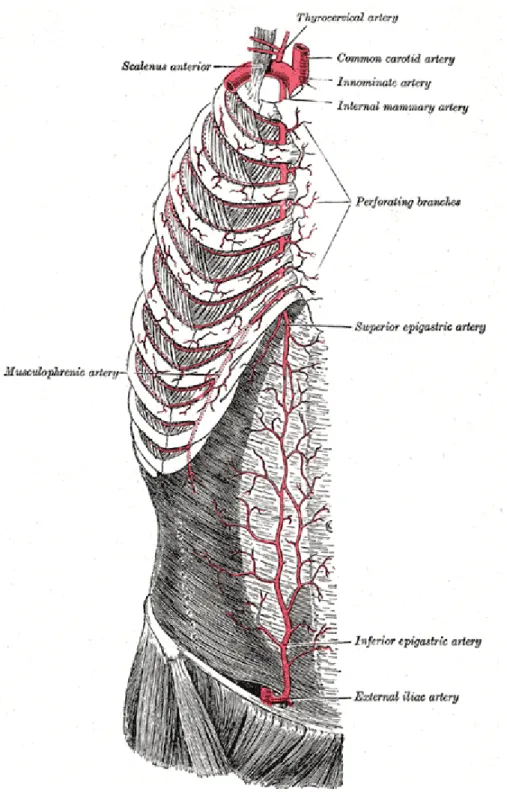 Şekil 2. İnternal mammarian arter’in şematik anatomisi