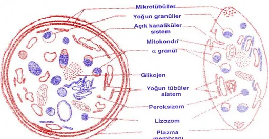 Şekil 3: Trombosit Şematik Yapısı (39) 