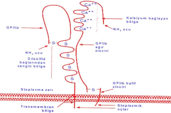 Şekil 4: GP IIb/IIIa’nın Yapısal Özelliklerini Gösteren Bir Şematik Model 