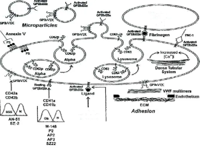 Şekil 5: Trombosit Aktivasyonunun Monoklonal Antikorlarla Gösterilmesi (40) 