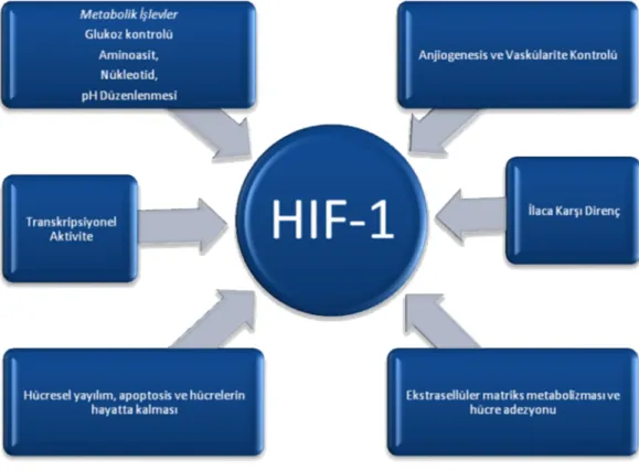 Tablo 5. HIF-1α geninin metabolizmadaki etkileri