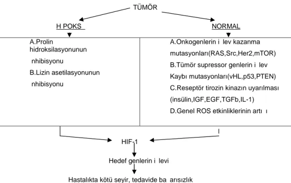 Tablo 6. HIF-1α geninin hipoksik ve normal O2 koşulları altında kararlığını etkileyen faktörler