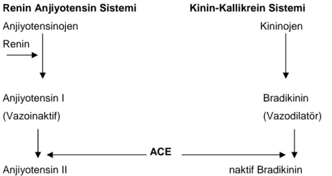 Şekil 4. Anjiotensin Konverting Enzimin (ACE) RAS  ve Kinin Kallikrein Sistemi üzerine