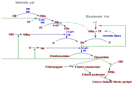 Şekil 3: Pıhtılaşma Kaskadı 