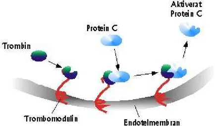 Şekil 5. Trombomodülin’in etki mekanizması